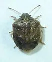 Cosmopepla intergressa - photo 5