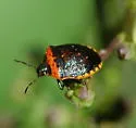 Cosmopepla uhleri