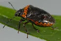 Cosmopepla uhleri - photo 2