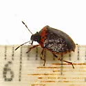 Cosmopepla uhleri - photo 4