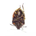 Cosmopepla uhleri - photo 5