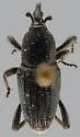 Banana Root Borer