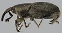 Banana Root Borer - photo 2