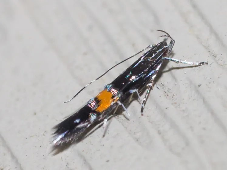 Cosmet Moths - Cosmopterigidae