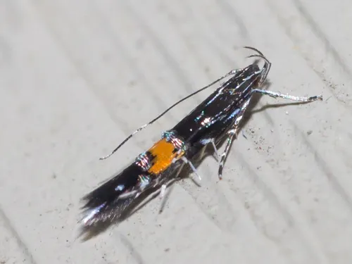 Cosmet Moths - photo 2