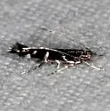 Cosmopterix abnormalis - Hodges#1498.11