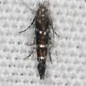 Cosmopterix abnormalis - Hodges#1498.11 - photo 2