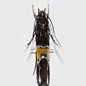 Cosmopterix astrapias - Hodges#1473