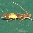Cosmopterix astrapias - Hodges#1473 - photo 2