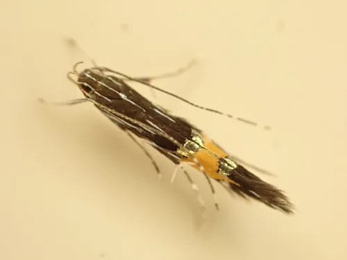 Cosmopterix attenuatella - Hodges#1474