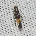 Cosmopterix bacata - Hodges#1491