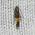 Cosmopterix bacata - Hodges#1491 - photo 2