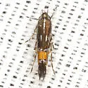 Cosmopterix bacata - Hodges#1491 - photo 4