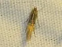 Cosmopterix callichalca - Hodges#1481