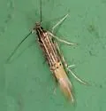 Cosmopterix callichalca - Hodges#1481 - photo 2