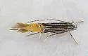 Cosmopterix callichalca - Hodges#1481 - photo 3