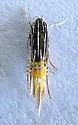 Cosmopterix callichalca - Hodges#1481 - photo 4