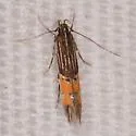 Cosmopterix chisosensis - Hodges#1484