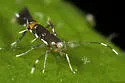 Cosmopterix clandestinella - Hodges#1475