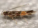 Cosmopterix damnosa - Hodges#1492