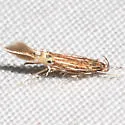Cosmopterix delicatella - Hodges#1480 - Cosmopterix delicatella