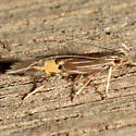 Cosmopterix delicatella - Hodges#1480 - photo 2