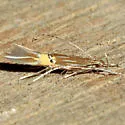 Cosmopterix delicatella - Hodges#1480 - photo 3