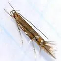 Cosmopterix fernaldella - Hodges#1496