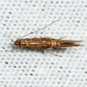 Cosmopterix fernaldella - Hodges#1496 - photo 2