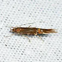 Cosmopterix fernaldella - Hodges#1496 - photo 3