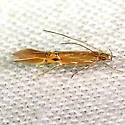 Cosmopterix fernaldella - Hodges#1496 - photo 4