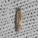 Cosmopterix floridanella - Hodges#1497
