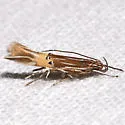 Cosmopterix floridanella - Hodges#1497 - photo 2