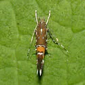 Cosmopterix gemmiferella - Hodges#1490 - Cosmopterix gemmiferella