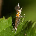 Cosmopterix gemmiferella - Hodges#1490 - photo 2