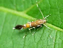 Cosmopterix gemmiferella - Hodges#1490 - photo 4