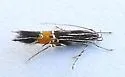 Cosmopterix inopis - Hodges#1488 - photo 2