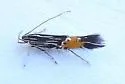 Cosmopterix inopis - Hodges#1488 - photo 3