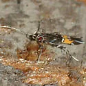 Cosmopterix lespedezae - Hodges#1482 - Cosmopterix lespedezae