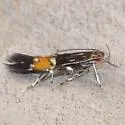 Cosmopterix lespedezae - Hodges#1482 - photo 2
