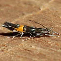 Cosmopterix lespedezae - Hodges#1482 - photo 4