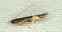 Cosmopterix magophila - Hodges#1477