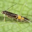 Cosmopterix minutella - Hodges#1486 - Cosmopterix minutella
