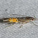Cosmopterix minutella - Hodges#1486 - photo 2