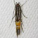 Cosmopterix minutella - Hodges#1486 - photo 3