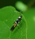 Cosmopterix molybdina - Hodges#1471 - Cosmopterix molybdina