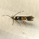 Cosmopterix molybdina - Hodges#1471 - photo 4