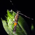 Cosmopterix montisella - Hodges#1476
