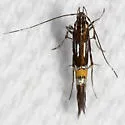 Cosmopterix montisella - Hodges#1476 - photo 4