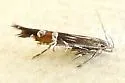Cosmopterix montisella - Hodges#1476 - photo 5
